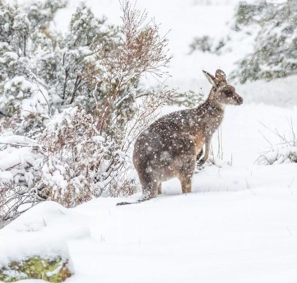 110. Zima w Australii