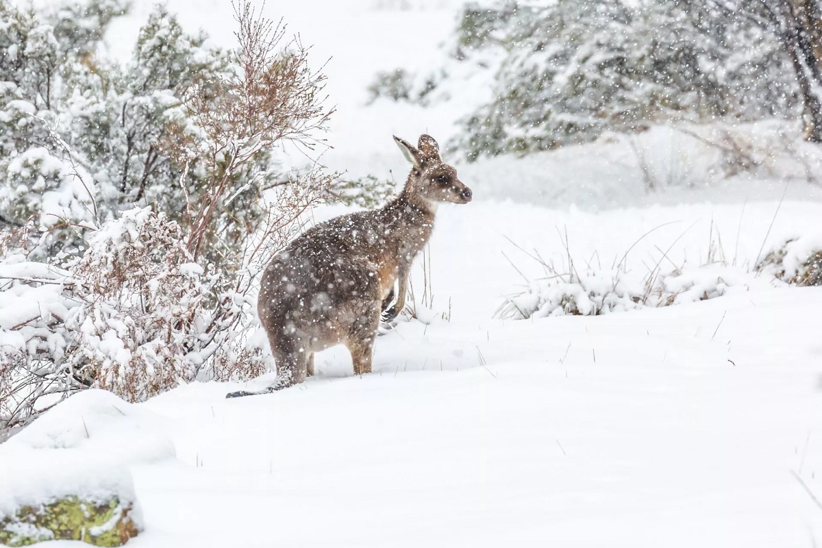 107. Winter in Australien