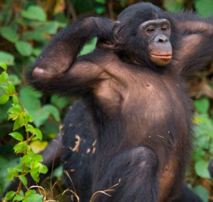 226. Geplante Affenpandemie