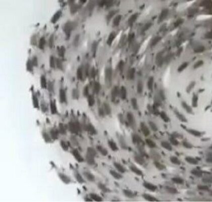 347. Dlaczego tak kręcą?