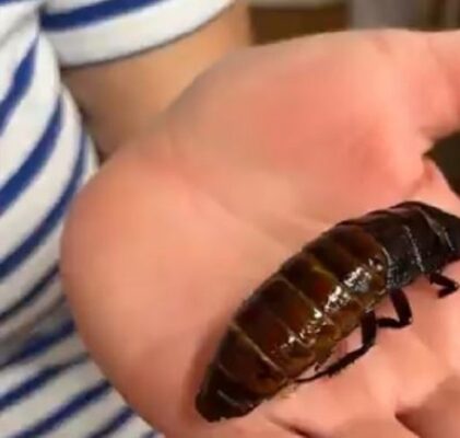 403. Robale wkraczają do kuchni