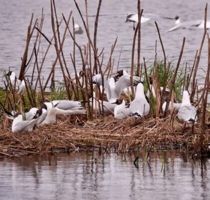 480. Zapowiedź kolejnej medialnej pandemii