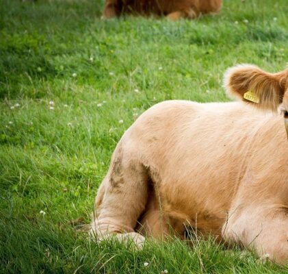 480. Durchsuchungsbefehl