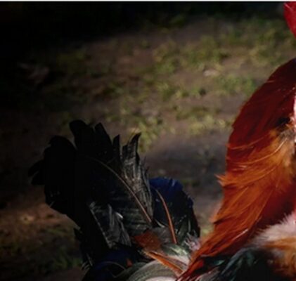 896. Panik im Hühnerstall