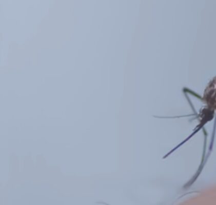 1032. Chikungunya – siewcy strachu