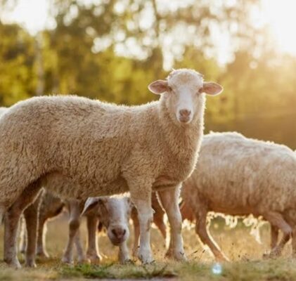 1118. Die feigste Gesellschaft aller Zeiten