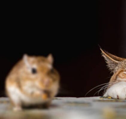 1156. Katz und Maus spielen