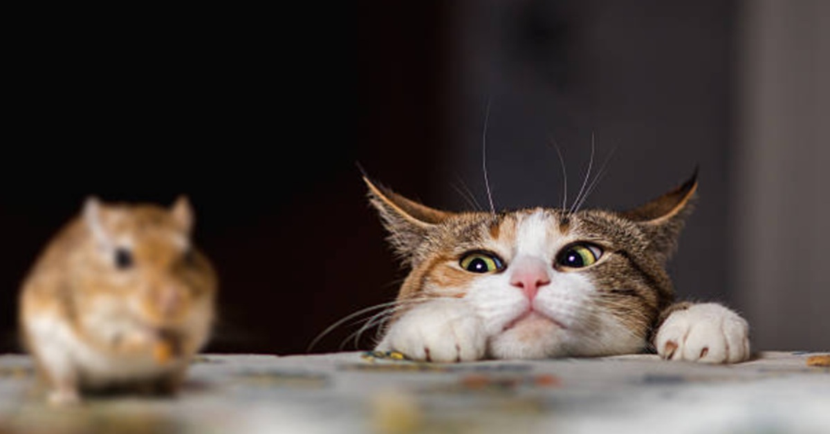 1177. Zabawa w kotka i myszkę